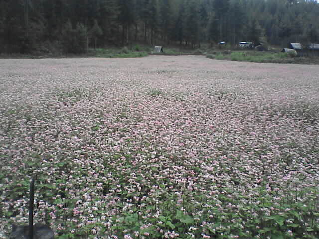 c0069380_10563191.jpg