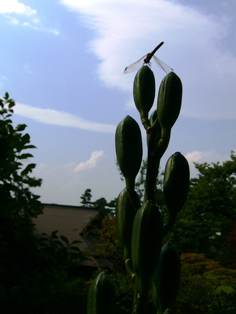c0198781_7315513.jpg