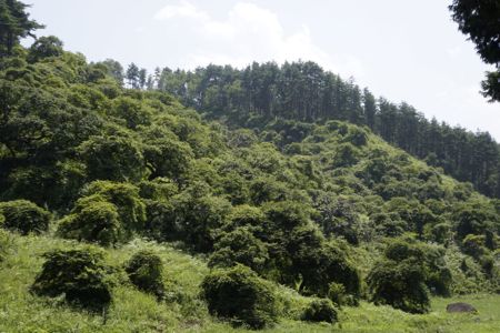 a0218499_1594068.jpg