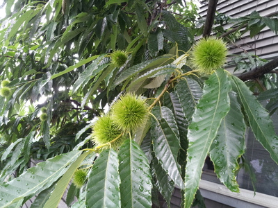 c0090564_14401068.jpg
