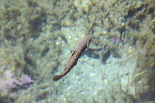 a0216086_15553530.jpg