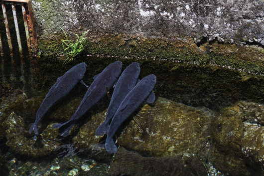 a0216086_15584130.jpg