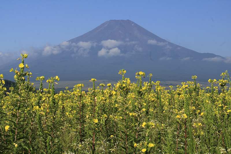 a0188405_9472634.jpg