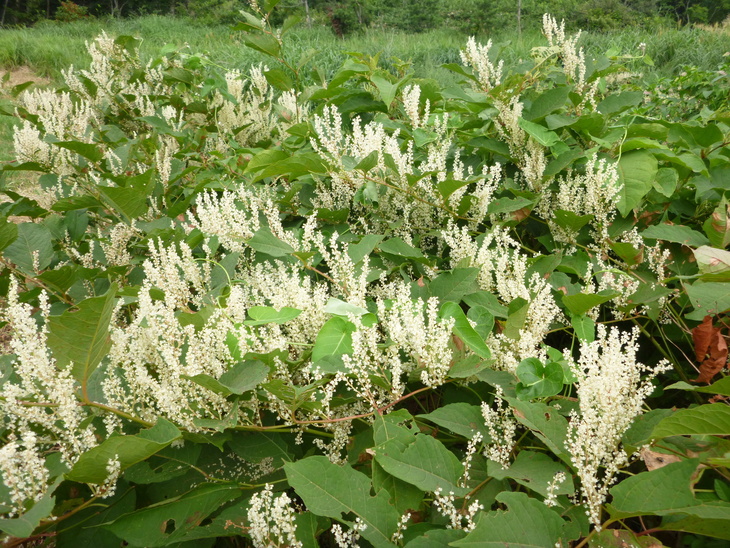 d0170615_134527100.jpg