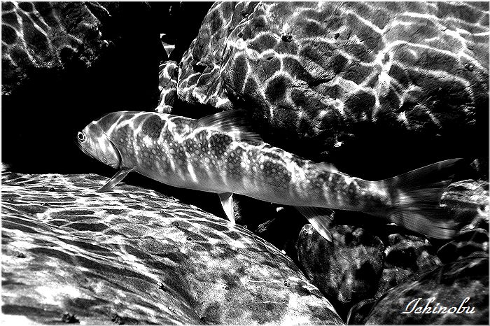d0172015_18574259.jpg
