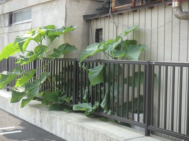 f0208737_89164.jpg