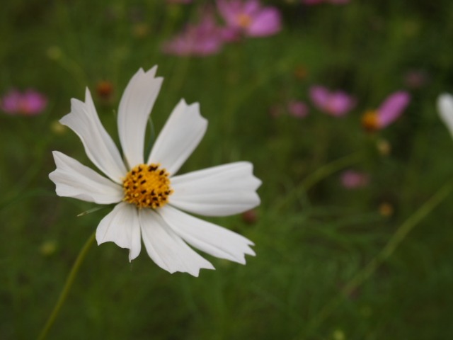 c0117239_8222298.jpg