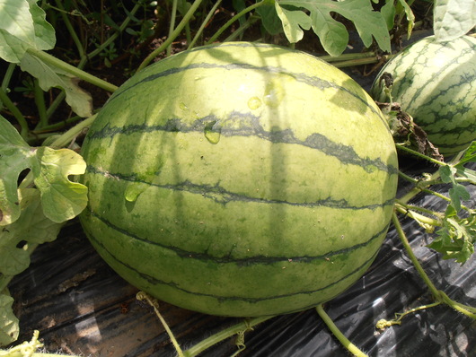 e0143347_9231881.jpg