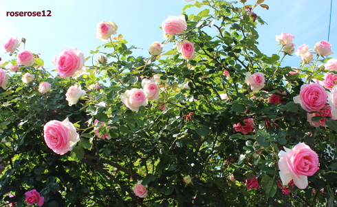 a0249051_233226.jpg
