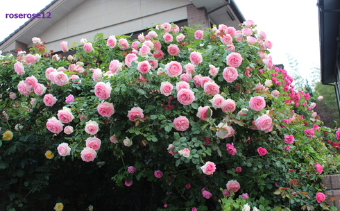 a0249051_3314326.jpg