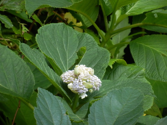 e0292172_20344232.jpg