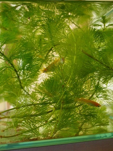 a0279382_1946752.jpg