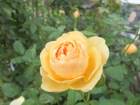 c0078586_8595331.jpg