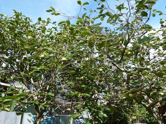 e0278968_23484292.jpg