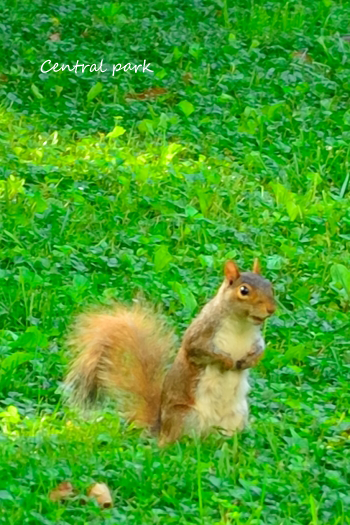 b0243873_173628100.png