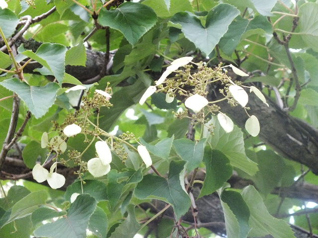 e0145782_1726142.jpg