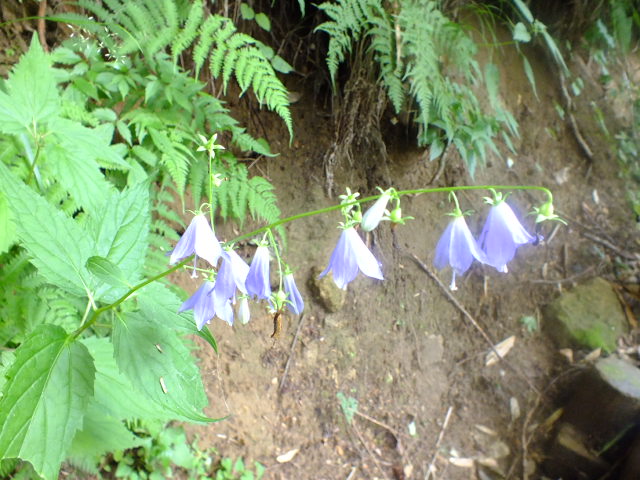 e0145782_17325797.jpg
