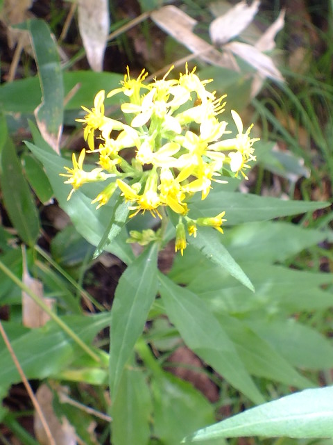 e0145782_17333555.jpg