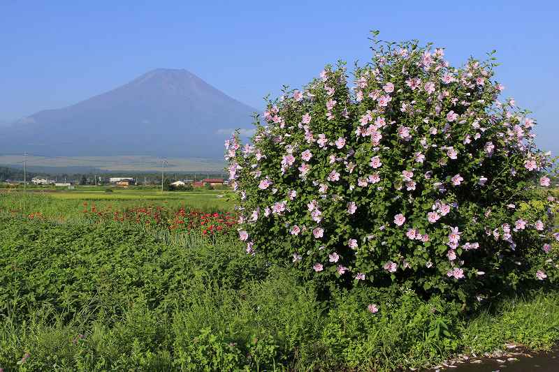 a0188405_1916256.jpg