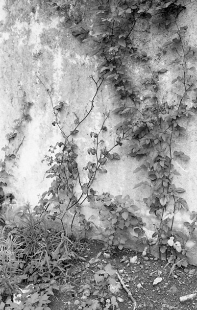 c0171206_536684.jpg