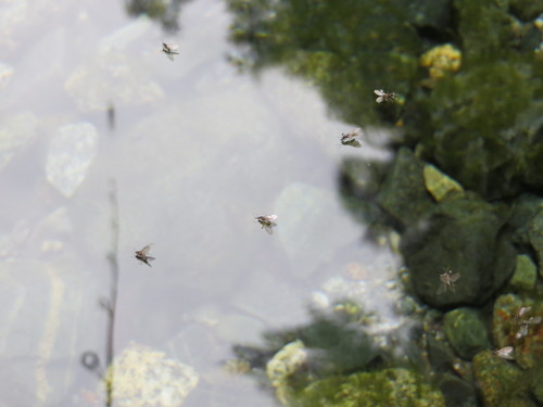 b0121015_1520316.jpg