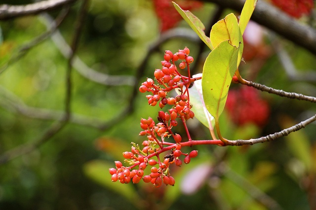 a0242438_10381497.jpg