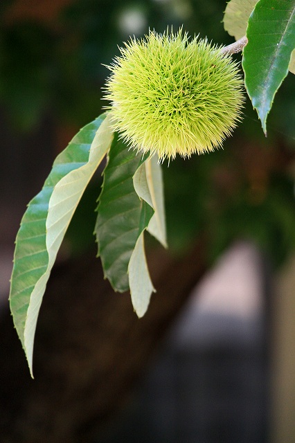 a0242438_10383980.jpg