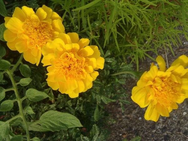 a0054240_0101455.jpg
