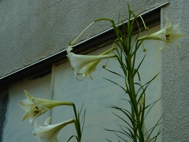 a0087341_10542258.jpg