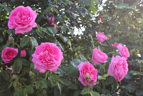 a0249051_748164.jpg