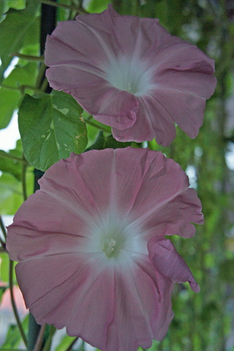 e0006964_11201470.jpg