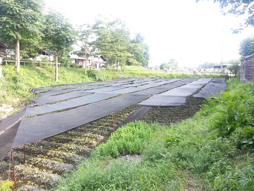 b0192878_21103785.jpg