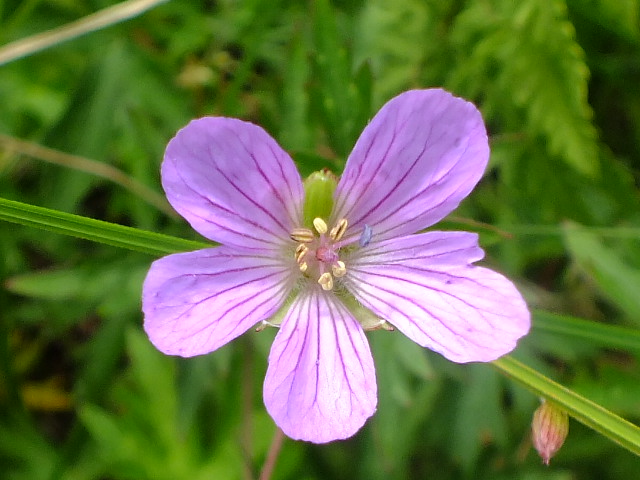 e0145782_652370.jpg