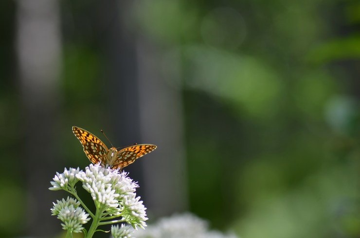 a0277496_8414450.jpg