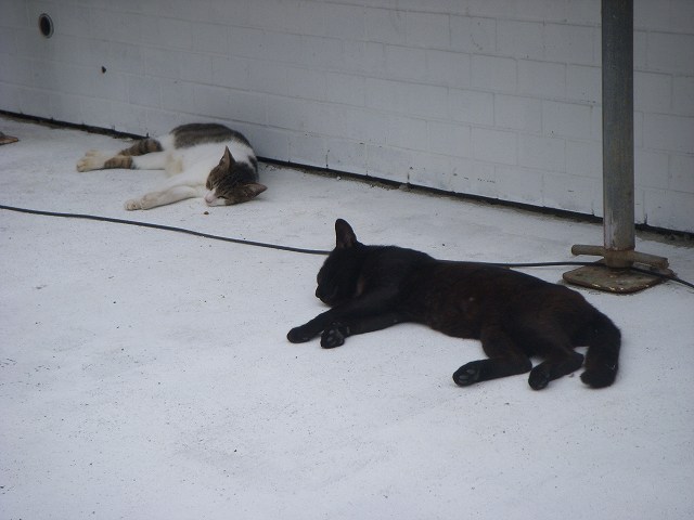 c0187403_15584949.jpg