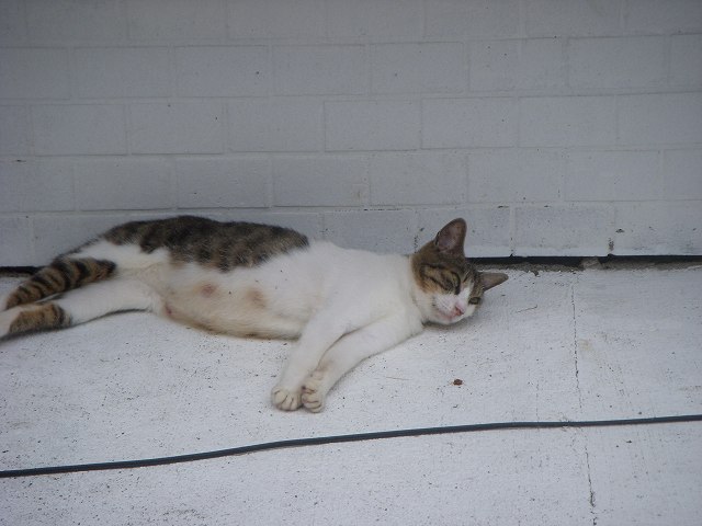 c0187403_15591035.jpg