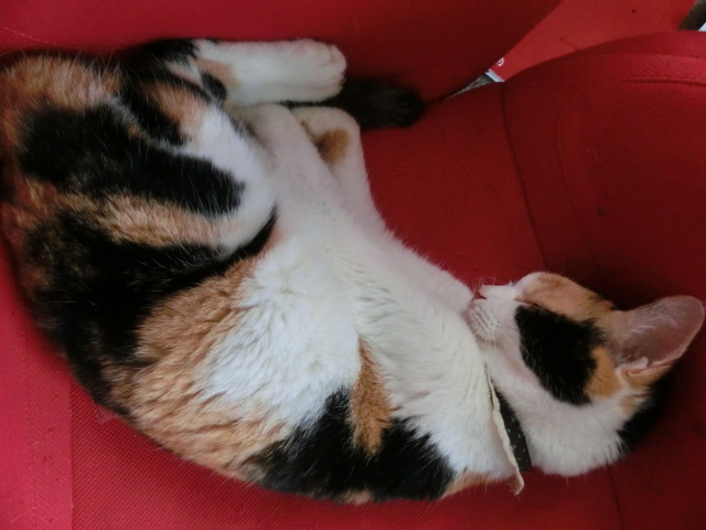c0194042_16355691.jpg