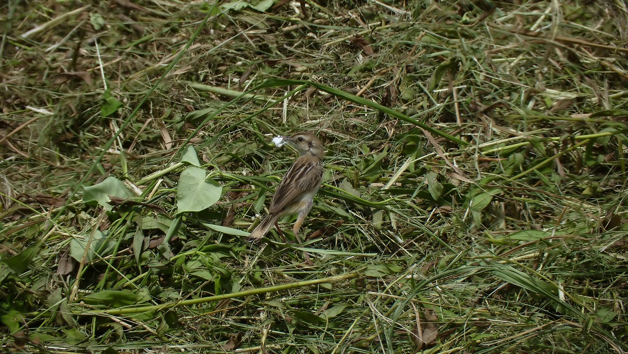 a0185081_165244.jpg