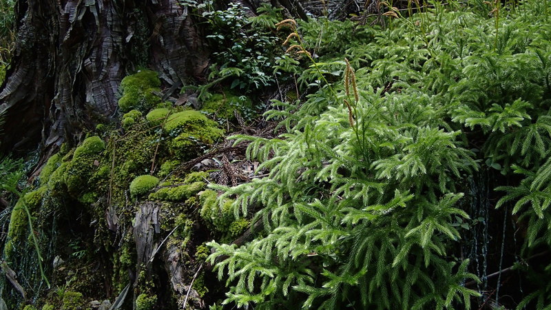 e0024081_20291095.jpg