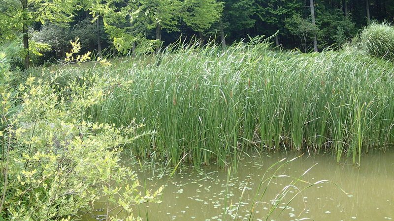 e0024081_20391422.jpg