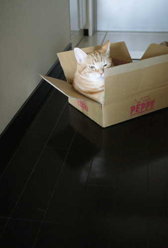 c0193788_10162490.gif