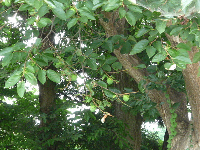 a0214206_11371572.jpg