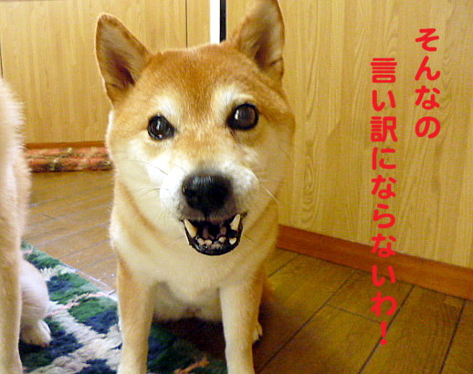e0131506_1133532.jpg