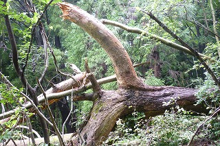 c0178008_1355524.jpg