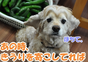 にほんブログ村 犬ブログ アメリカンコッカースパニエルへ