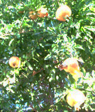 c0188928_210532.jpg