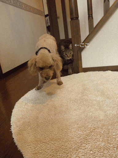 c0136736_18484312.gif