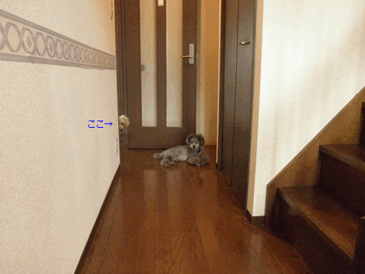 c0136736_18493695.gif