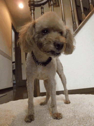 c0136736_1851254.gif