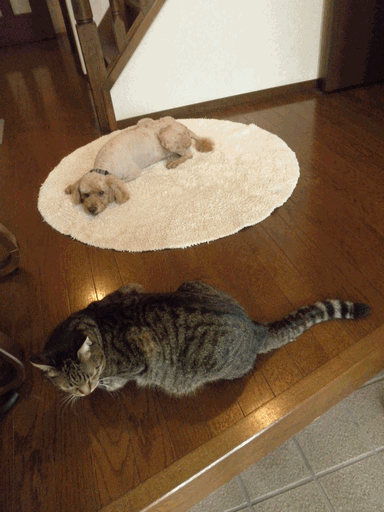 c0136736_18521173.gif